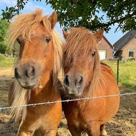 Uylkenshof Safaritenten En Natuurhuisjes Holiday home *