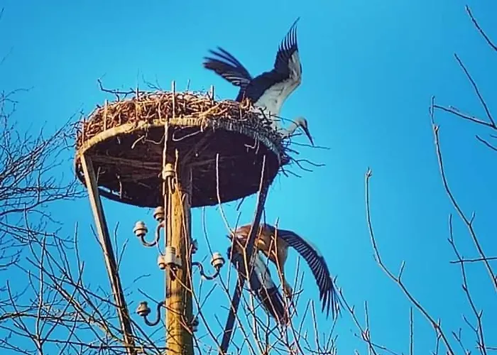 Casa vacanze Uylkenshof Safaritenten En Natuurhuisjes *
